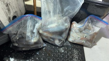 今期ラスト釣行