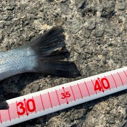 ショアジギング