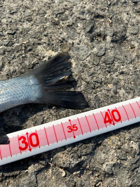 ショアジギング