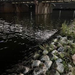 はじめてのテナガエビ