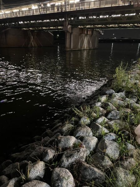 はじめてのテナガエビ