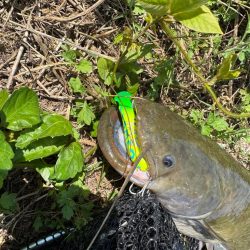 飲まず食わずのチニング