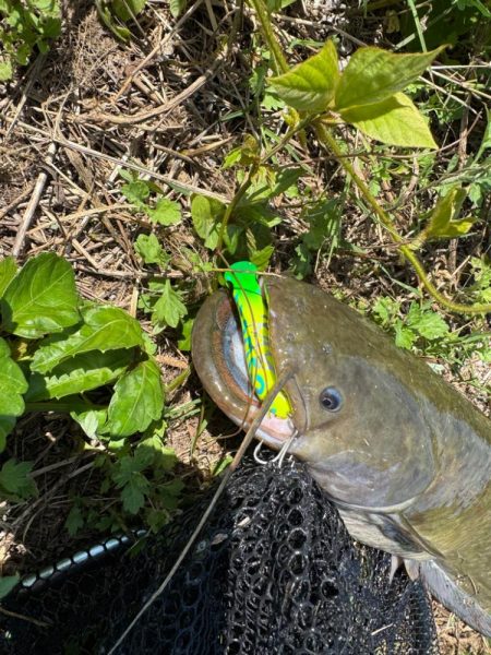 飲まず食わずのチニング