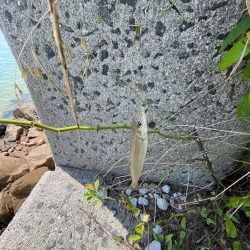 何故かサイズ小さい………