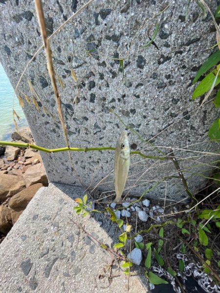 何故かサイズ小さい………