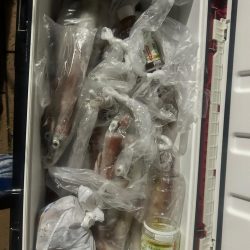 デカイカばっか