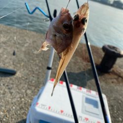 シロギスタのスミ1キビレDAY