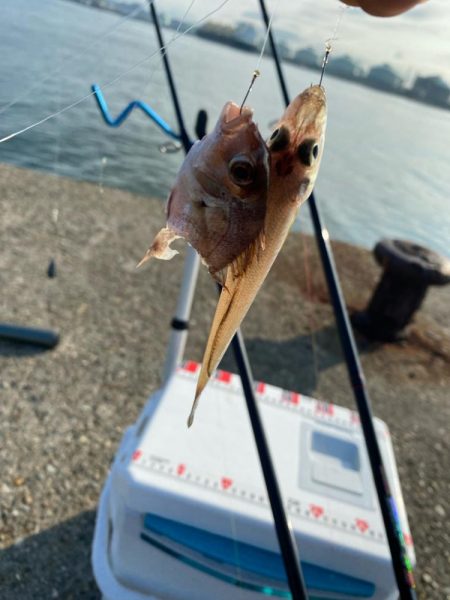 シロギスタのスミ1キビレDAY