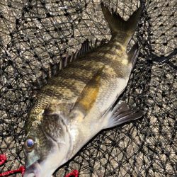 ヘチってきました