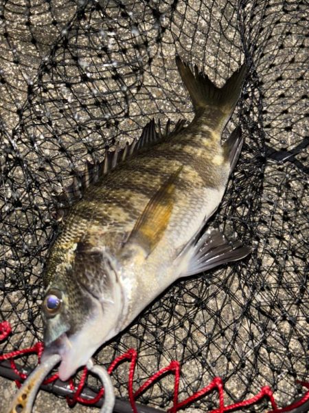 ヘチってきました