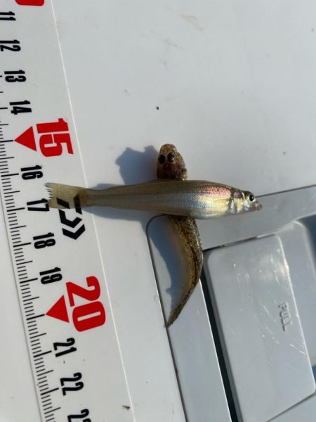 夕刻のシロギスタ