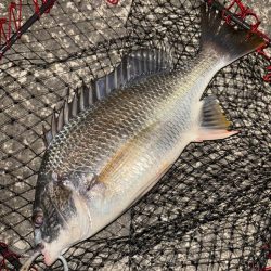 ヘチってきました