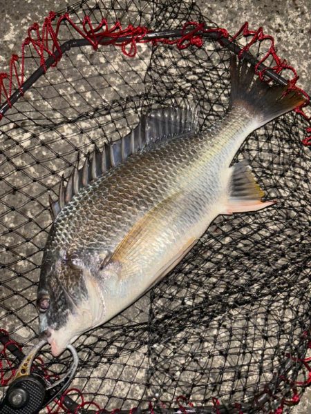 ヘチってきました