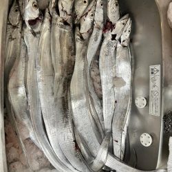 博多湾夏の風物詩