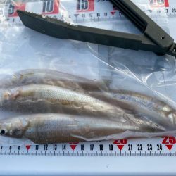 シロギスタ:大盛ポテチチャリコ