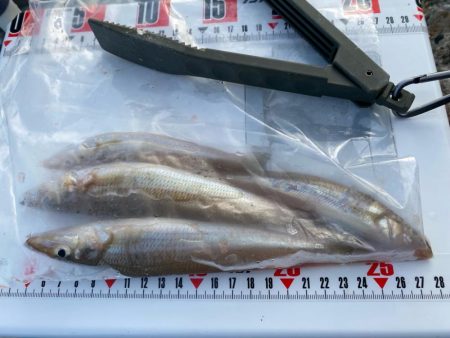 シロギスタ:大盛ポテチチャリコ