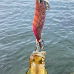 キジハタゲーム