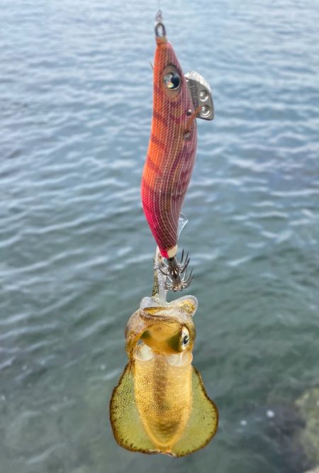 キジハタゲーム