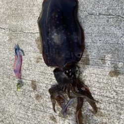 夏イカ最高🦑🦑