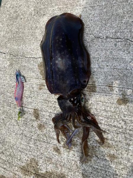 夏イカ最高🦑🦑