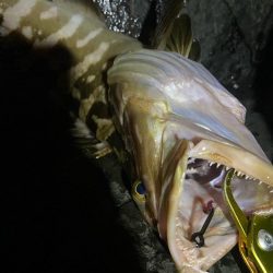 美味しいお魚ゲッチュ