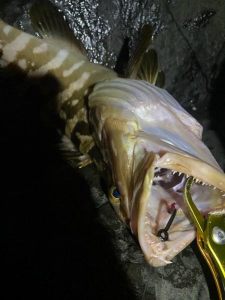 美味しいお魚ゲッチュ