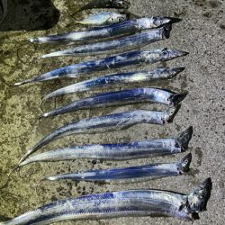 恒例淡路島タチウオ