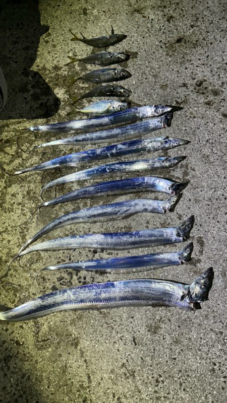 恒例淡路島タチウオ