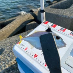 シロギスタ:酷暑の良型、今期自己ベスト22.8cm