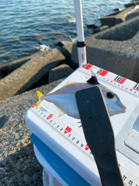 シロギスタ:酷暑の良型、今期自己ベスト22.8cm