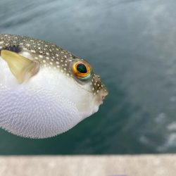 淡路釣行マアジ〜シロギス