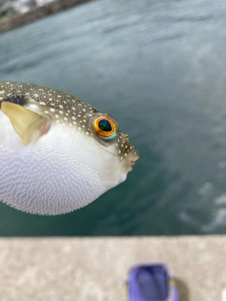 淡路釣行マアジ〜シロギス