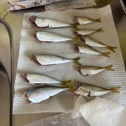 アジュール舞子　サビキ釣行