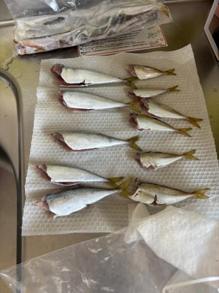 アジュール舞子　サビキ釣行