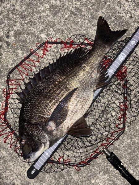 ヘチってきました