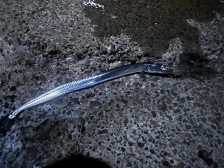 タコ、ダツ⁉️