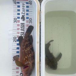 オニオコゼとキジハタ