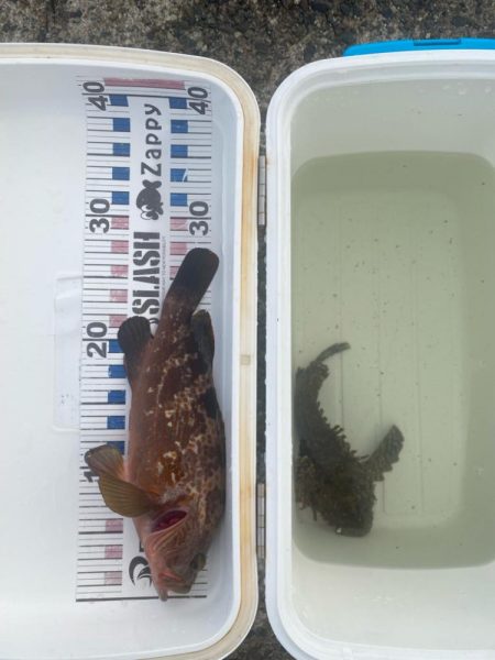 オニオコゼとキジハタ