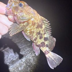 夜な夜なガシリング無双