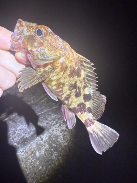 夜な夜なガシリング無双