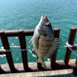 2週連続フカセ釣り