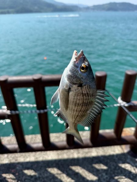 2週連続フカセ釣り
