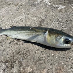 無限イワシと、キス