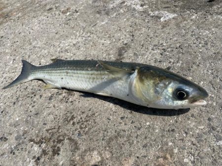 無限イワシと、キス