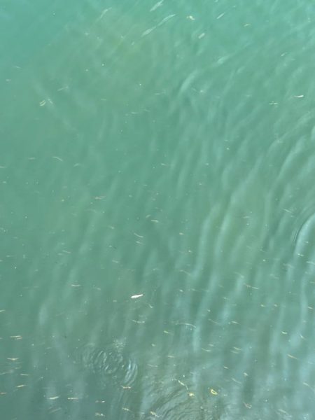 エギング2時間青物2時間