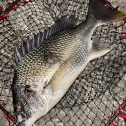 ヘチってきました