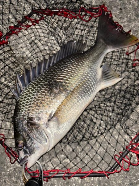 ヘチってきました