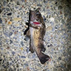 久しぶりのライトゲーム