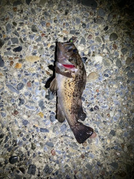 久しぶりのライトゲーム