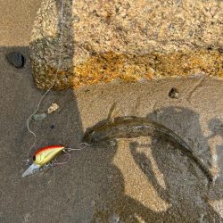 今日も淀川で…